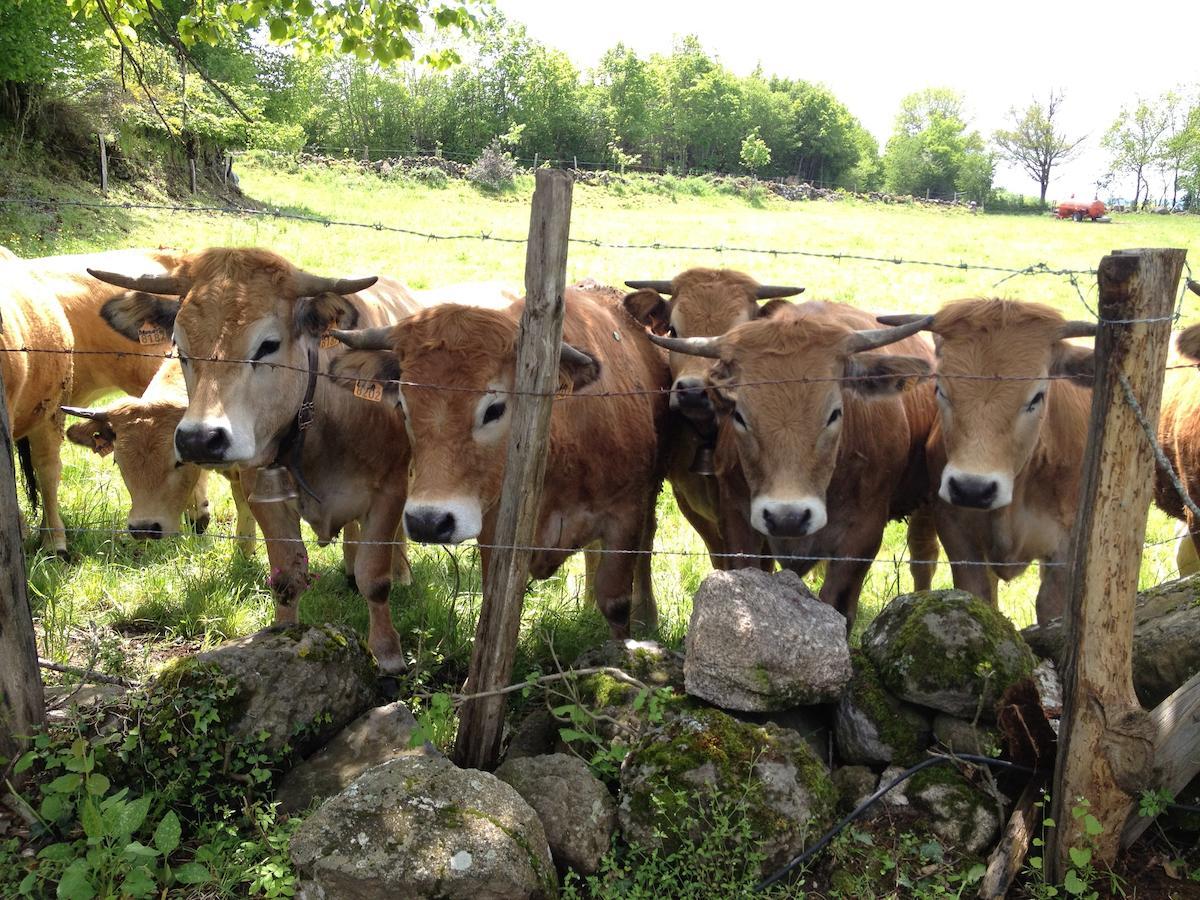 Le Clos De Banes Argences-en-Aubrac Εξωτερικό φωτογραφία